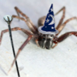 Meet your Posher, Dan